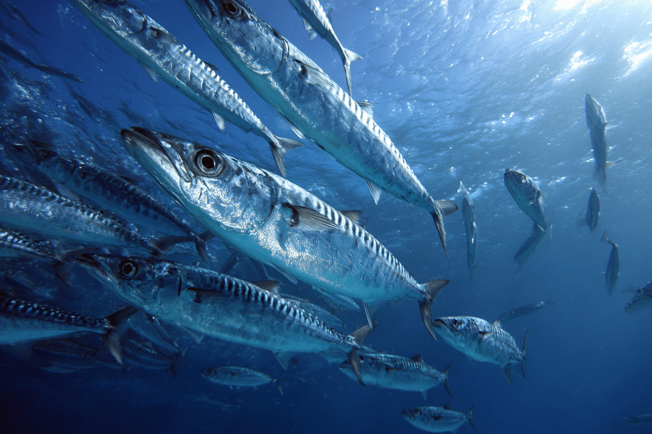 Spanish Mackerel Fishing - jet stream